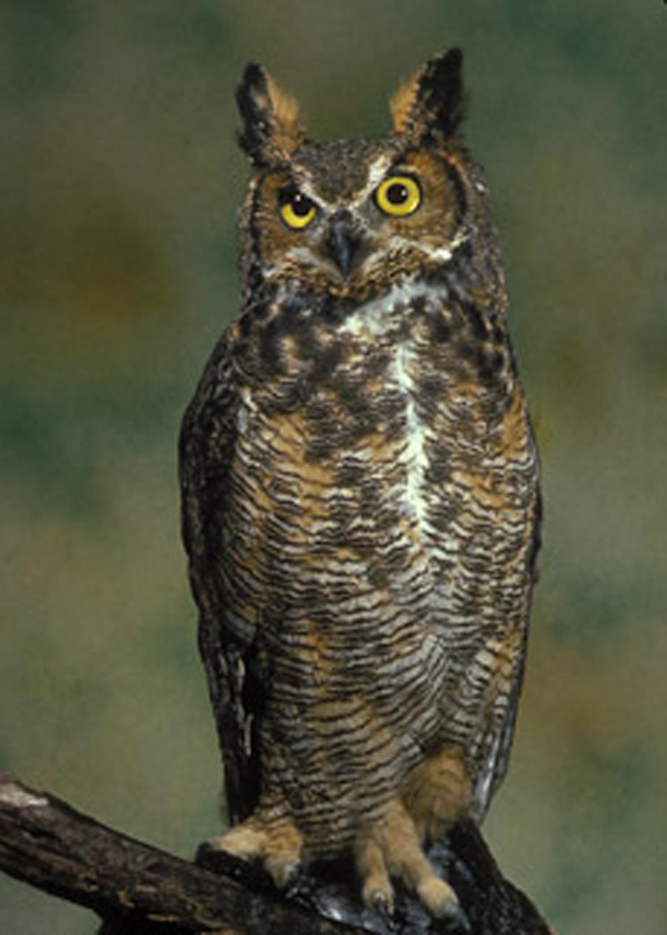 What Owl Species is Owlicious? Or what would you guess his