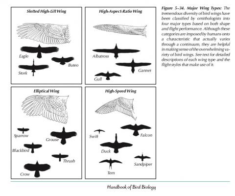 What kind of Wings would you have? - Forum Lounge - MLP Forums