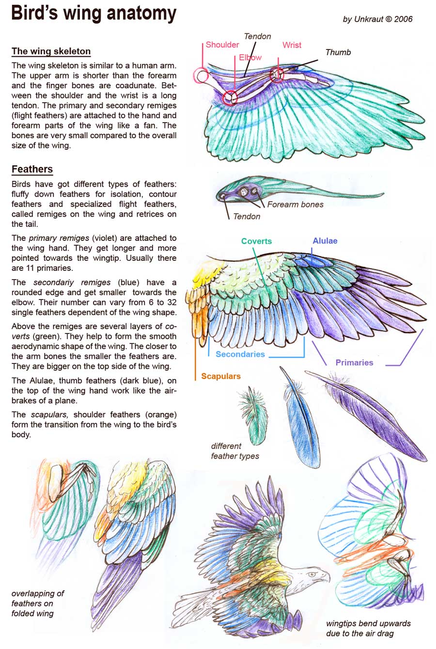 Subeta Speaks (Bird Wing Tutorial Drawing Birds, Part 1 Bird...)