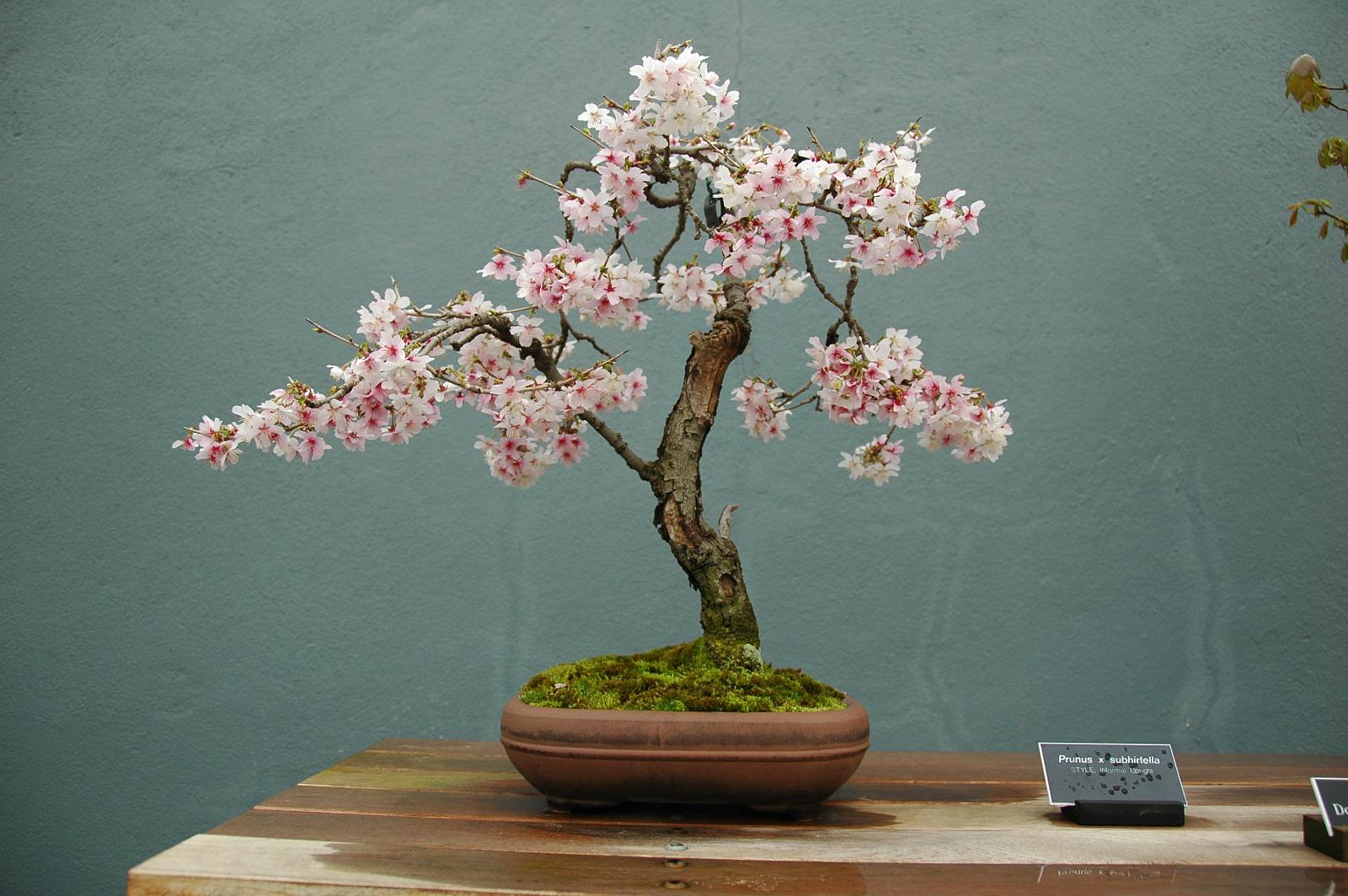 cherry-bonsai.jpg