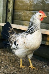 Photograph_of_a_chicken_from_PLOS_articl