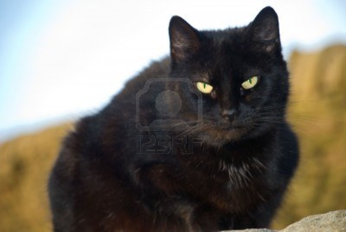 2632844-black-cat-with-yellow-eyes-sitti