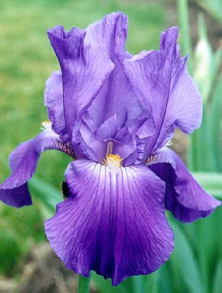 irises%20birth%20flower%202.jpg