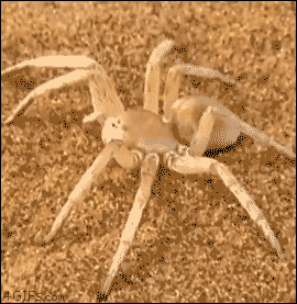 img-1445271-1-Spider-rolling-escape.gif