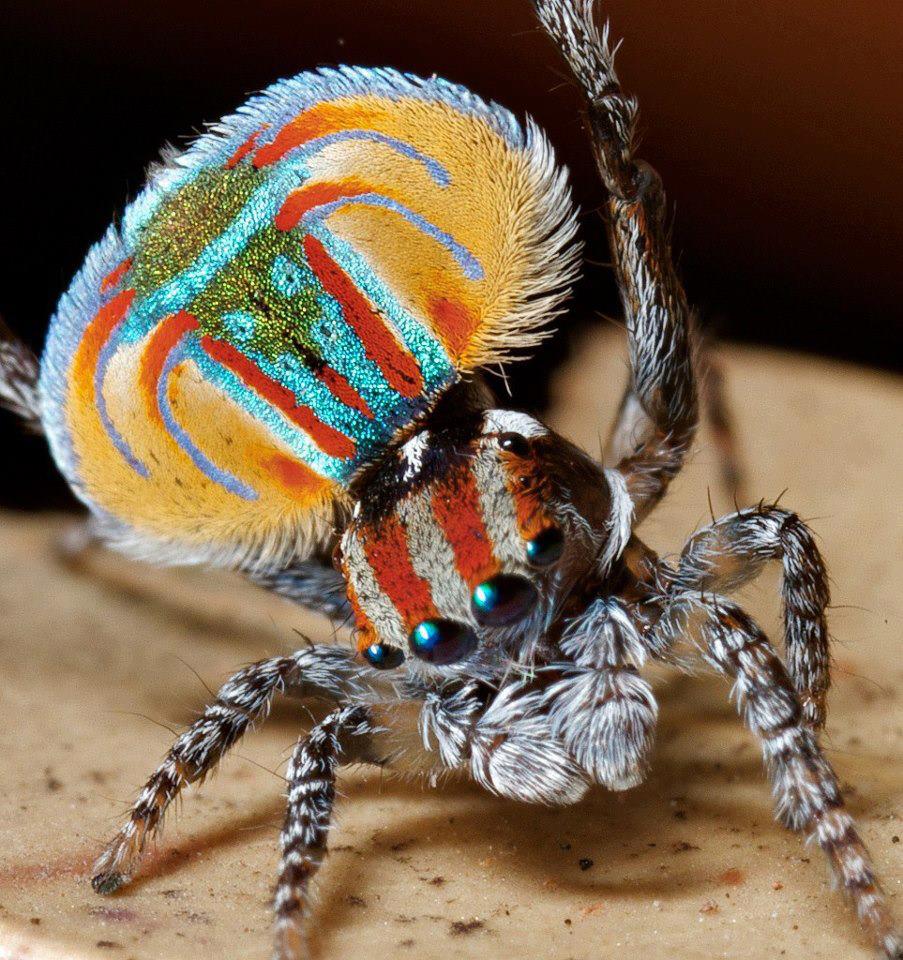 Peacock+Spider...jpg