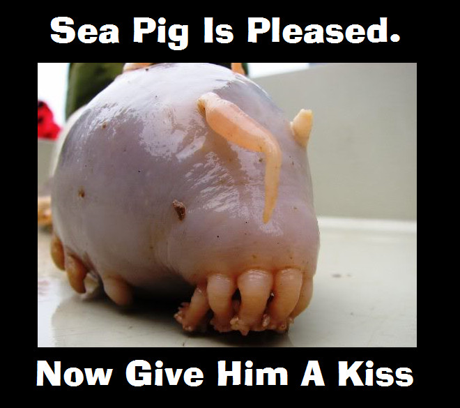 Sea_Pig_Is_Pleased_by_G_Midgit.jpg