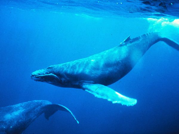 humpback-whale_580_600x450.jpg