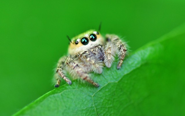 Jumping+Spider+Pictures3.jpg
