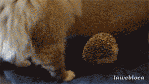 funny-gif-cat-porcupine-scared.gif