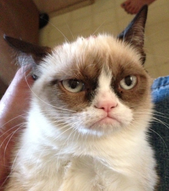grumpy-cat-04.jpg