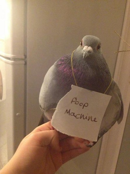 Funny-Pictures-Pigeon-Shaming.jpg