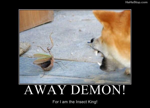 you-can-t-defeat-me-i-m-a-praying-mantis