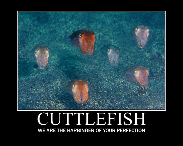 mass_cuttlefish_by_derlich-d5d590y.jpg