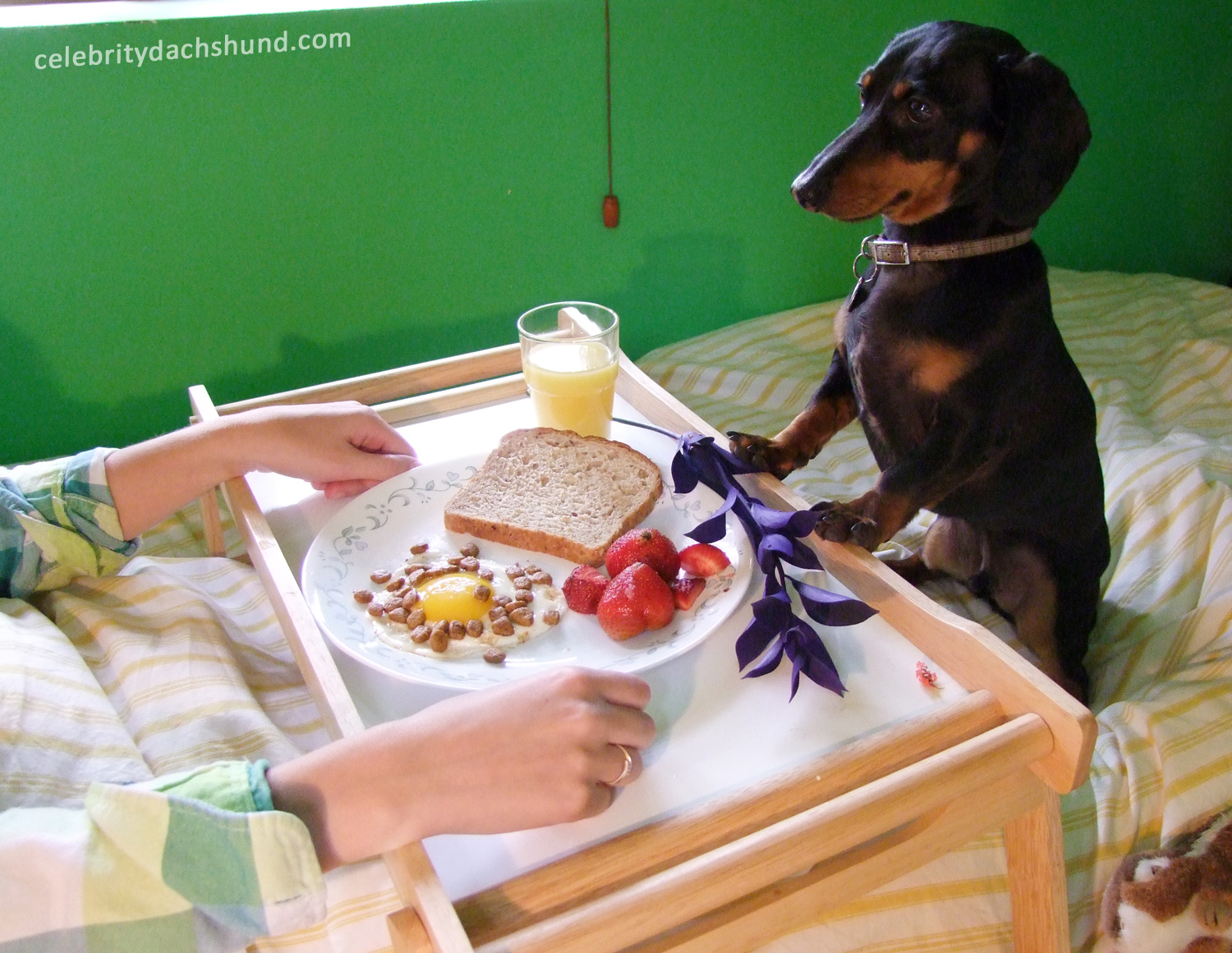 img-2180988-4-dachshund-breakfast-in-bed