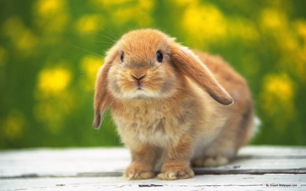 Bunnies-bunny-rabbits-16437969-1280-800.