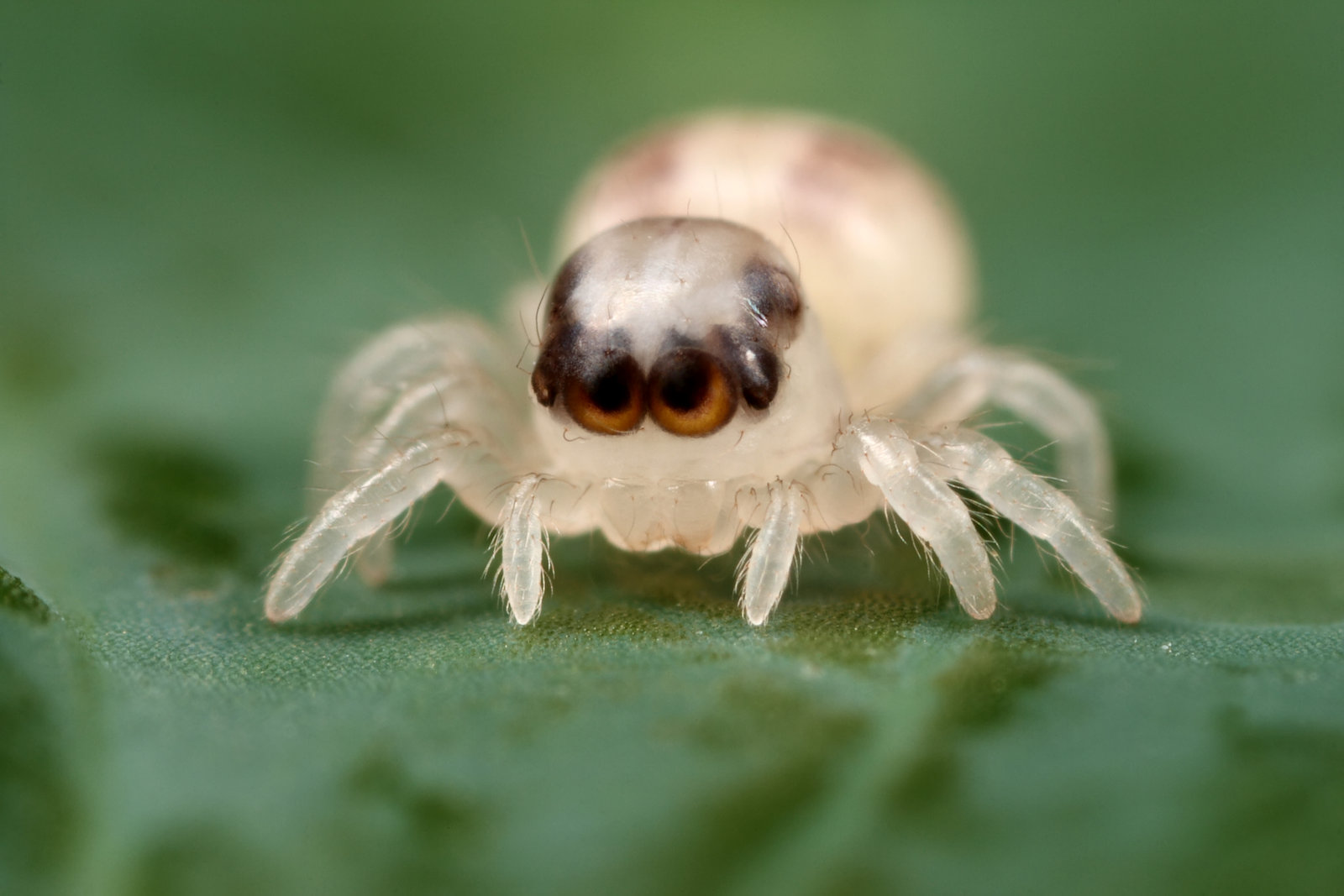 jumping_spider_just_hatched_by_macrojunk
