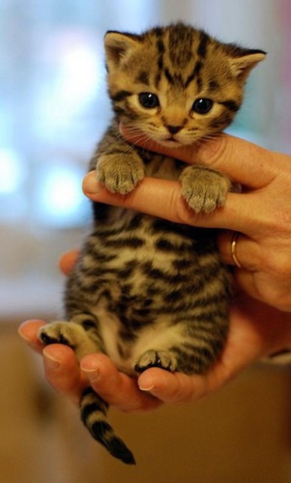 l-Such-a-cute-kitten...I-want-her-.jpg