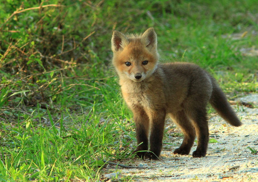 baby-fox-imgur-1385647626nk4g8.jpg