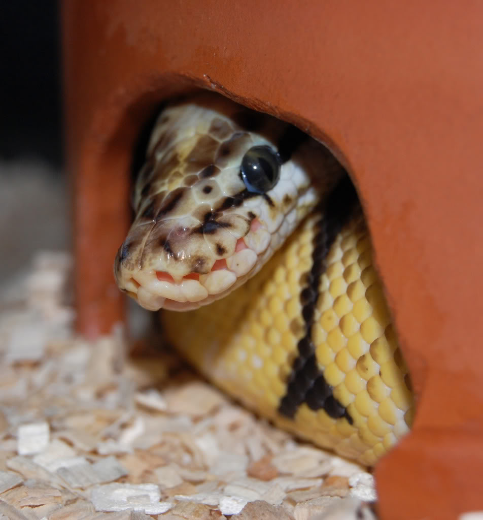 cutest-snake-ever.jpg