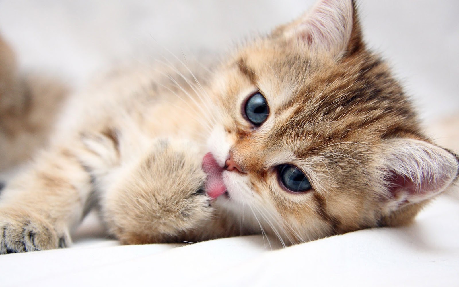 cats_animals_kittens_cat_kitten_cute_des