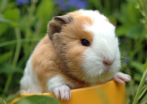 baby-guinea-pig-l.jpg