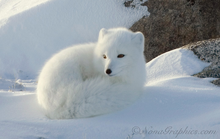 Arctic-Fox-00001b.jpg