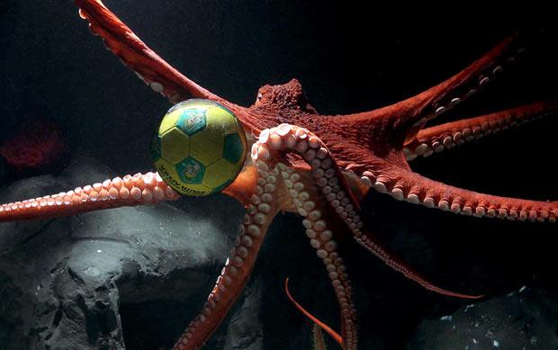 octopus-football_1649735i.jpg