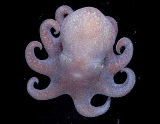 coml-cutest-baby-octopus.jpg.644x0_q100_