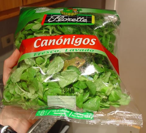 frog-in-salad-bag.jpg