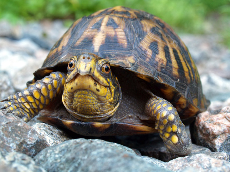 eastern-box-turtle.jpg