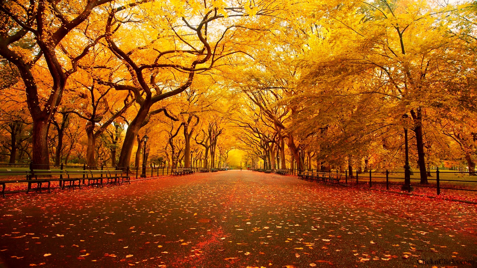 Central-Park-New-York-Autumn-3264.jpg