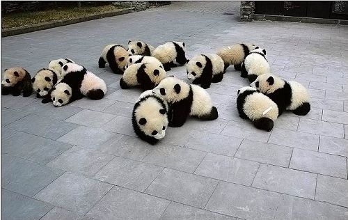 baby-panda2.jpg