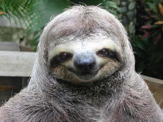 happy-smug-sloth.jpg