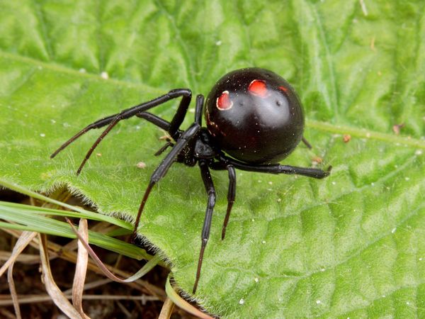 img-2612047-2-black-widow-spider_469_600