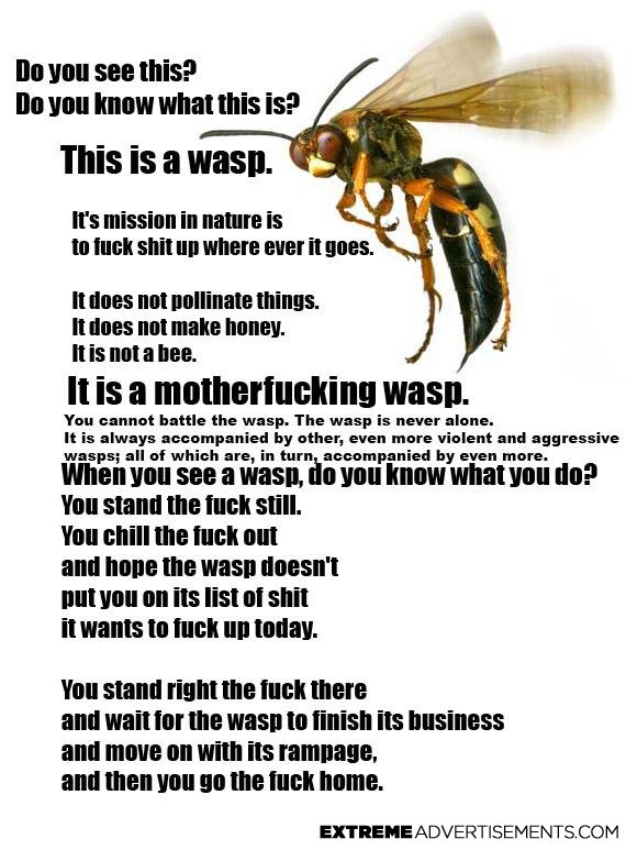 wasp.jpg