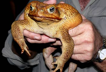 177169-cane-toad-poison-banned.jpg