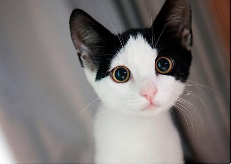 cutest-cat-picture-ever.jpg