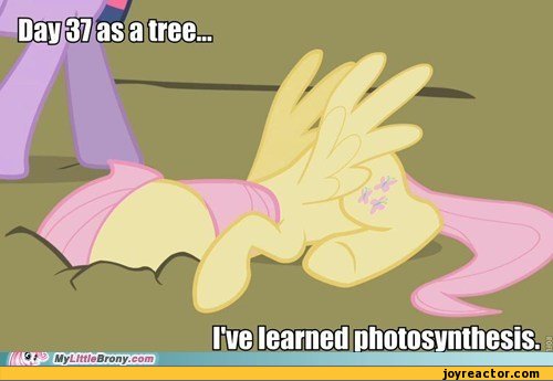 funny-pictures-ponytime-auto-my-little-p