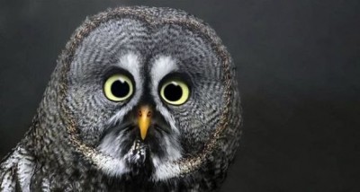 surprised-owl-400x214.jpg