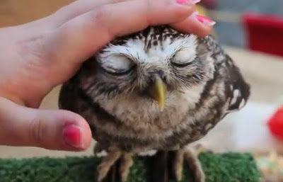 cute-owl.jpg