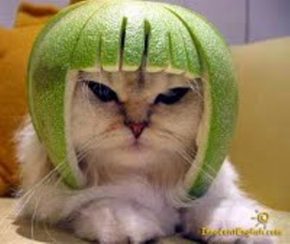 cat-watermelon-helmet-img129d.jpg