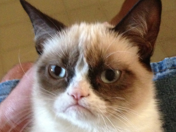 grumpy-cat-still-hates-everyone-at-south