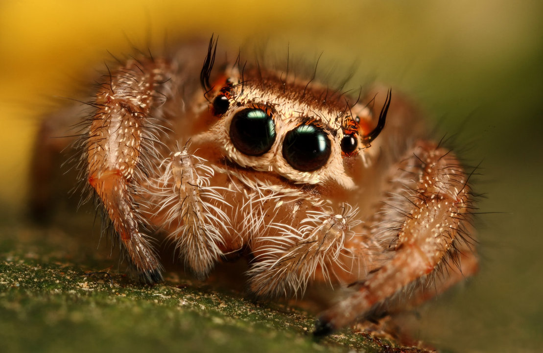 img-3102013-1-Jumping_spider_series_1_by