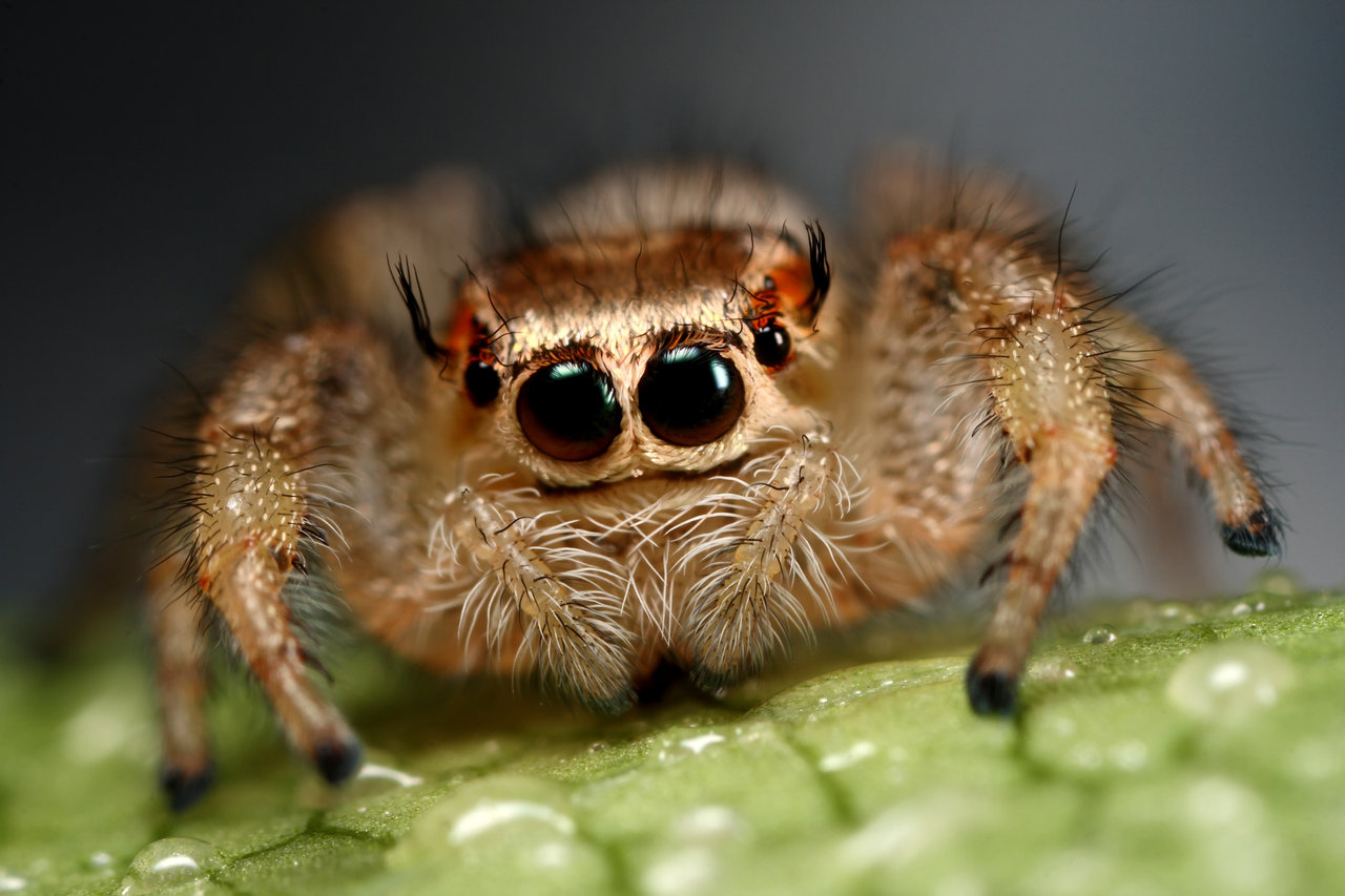 jumping_spiders_funny_face_by_macrojunki