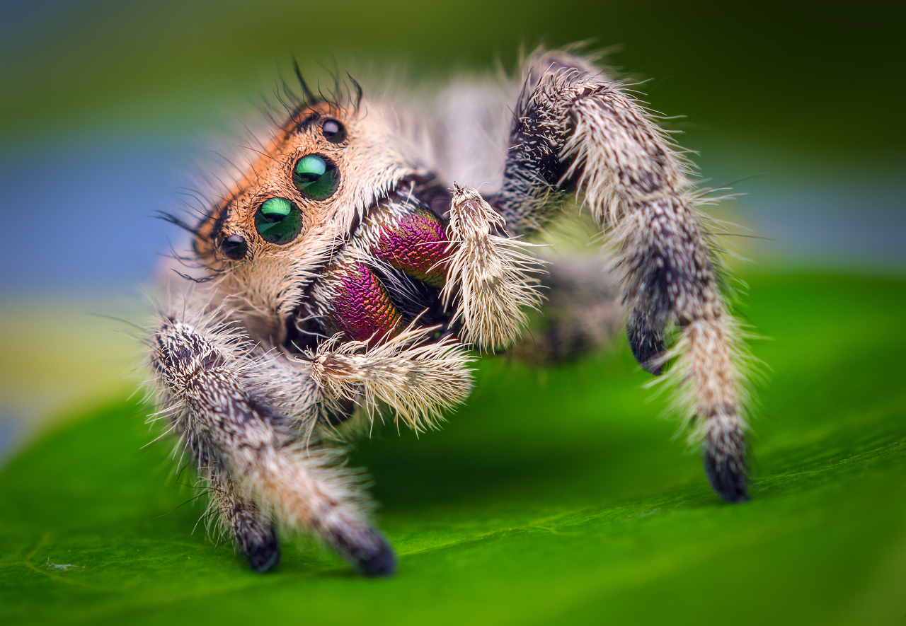 jumping-spider.jpg