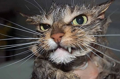 funny-angry-wet-cat.jpg