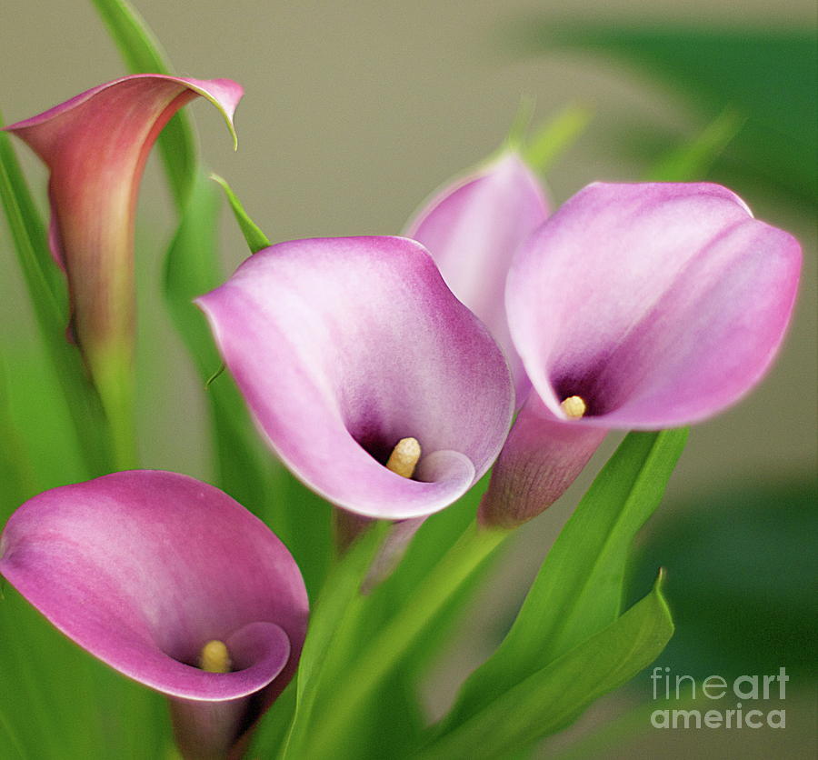 soft-pink-calla-lilies-byron-varvarigos.