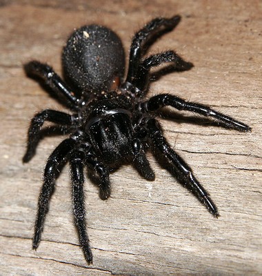 australian-spiders-funnelweb1.jpg