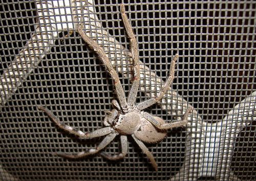 australian-spiders-huntsman.jpg