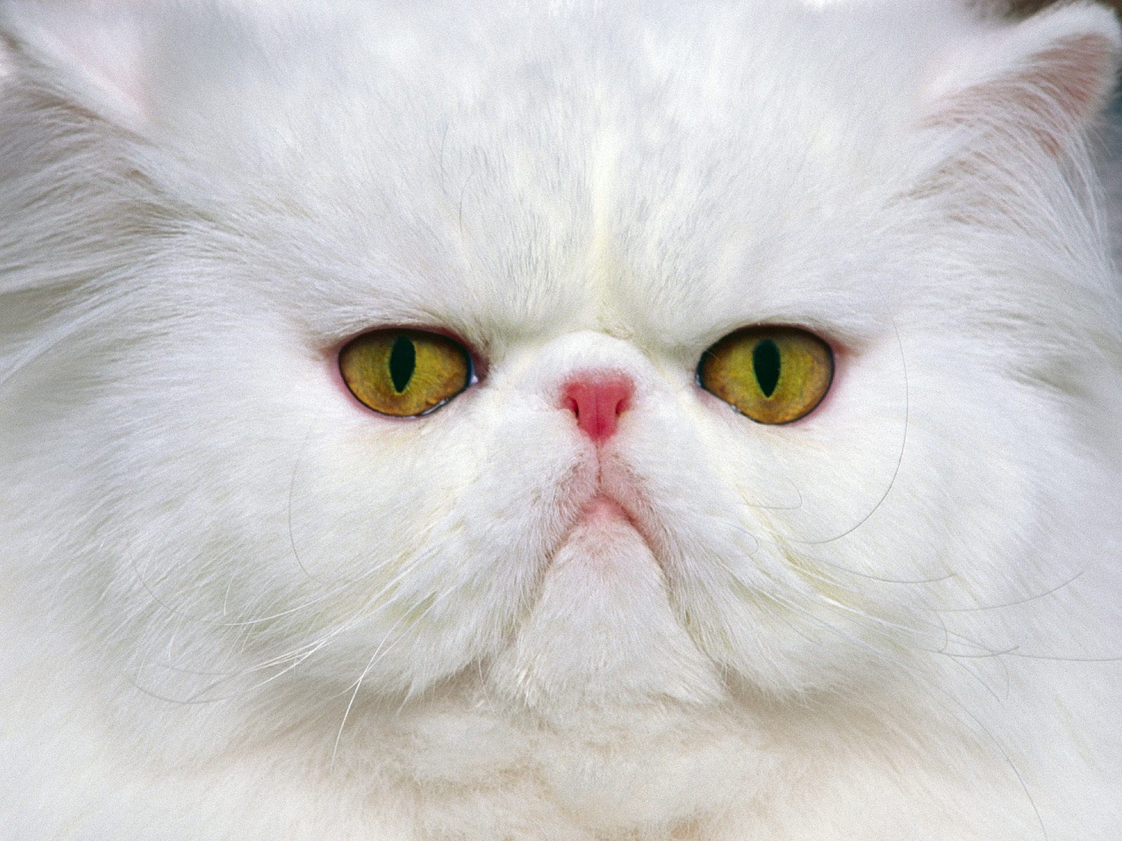 white-persian-cat-face-photo.jpg